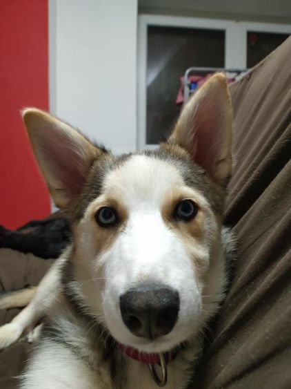 Photo de La�ka, Husky crois� Border Collie