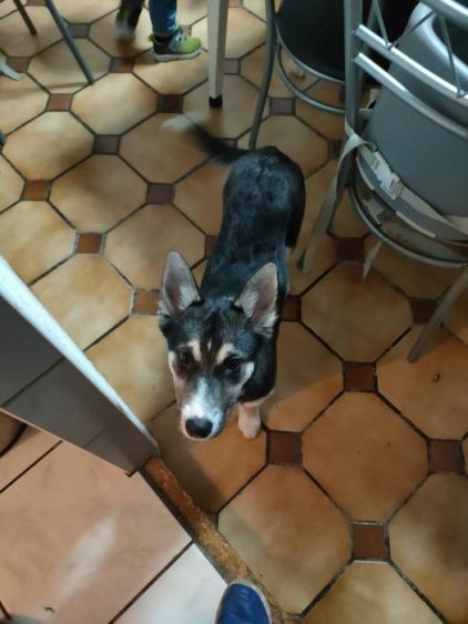 Photo de Roxie, Husky crois� Border Collie