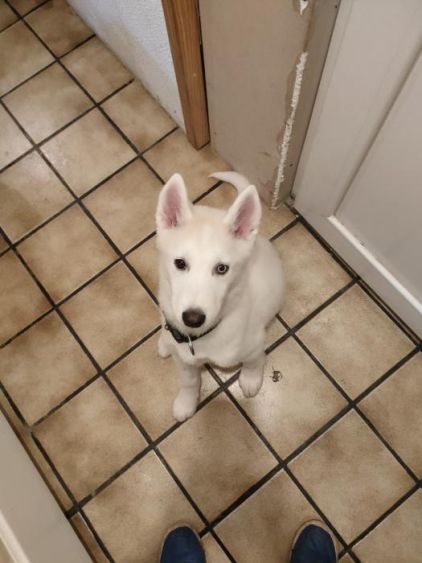Photo de Balto, Husky crois� Malamute de l'Alaska