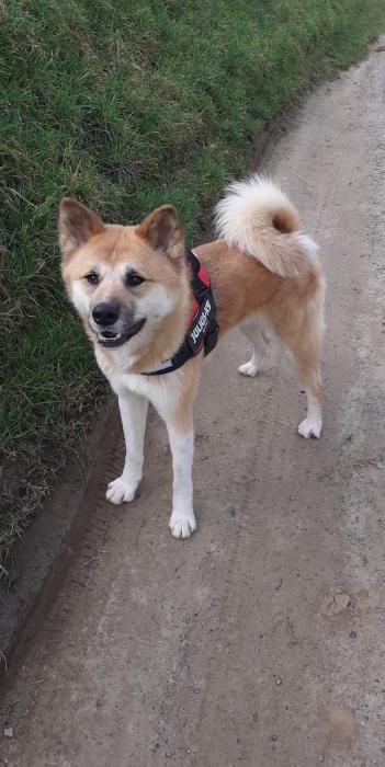 Photo de Aiko, Akita pure race