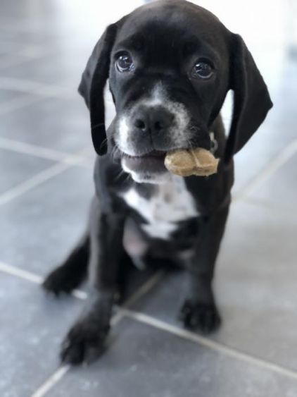 Photo de Paco, Cocker anglais crois� Bouledogue fran�ais