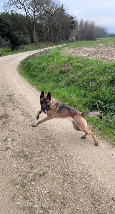 Photo de Plume, Berger Belge Malinois crois� Berger Allemand