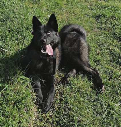 Photo de Ruby, Husky crois� Eurasier