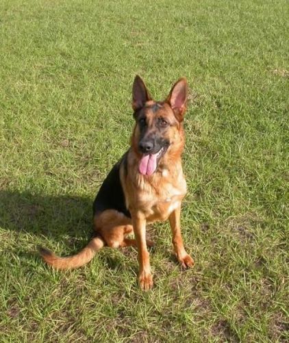 Photo de Cody, Berger Allemand pure race