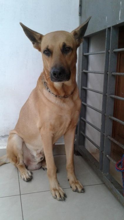 Photo de REX, Beauceron crois� Berger Belge Malinois