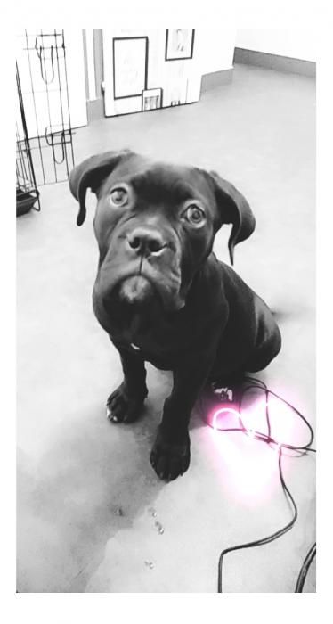 Photo de Aria, American Bully crois� Cane Corso