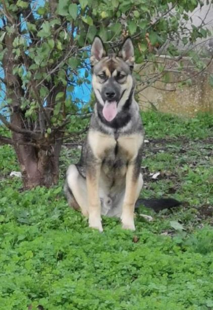Photo de Rom�o, Bouvier de l'Appenzell crois� Husky