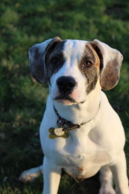 Photo de Koda, Dalmatien crois� Bouledogue am�ricain