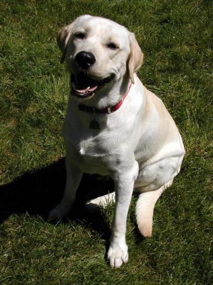 Photo de Boom, Labrador Retriever pure race