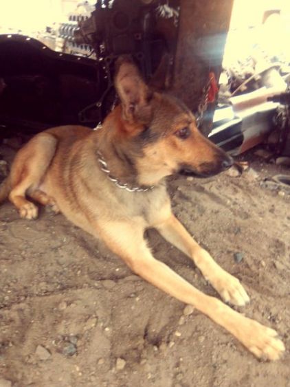 Photo de Golden scay, Chien-loup tch�coslovaque crois� Berger Belge Malinois
