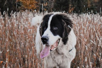 Photo de Robert, Landseer pure race