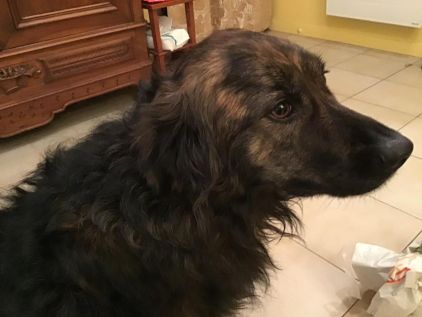 Photo de Misty, Berger hollandais crois� Golden Retriever