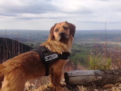 Photo de Nouk, Basset fauve de Bretagne crois� Labrador Retriever