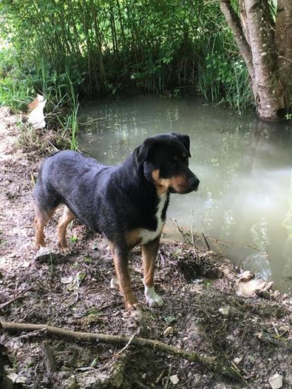 Photo de MYA, corniaud Rottweiler Husky
