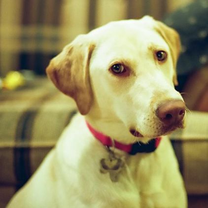 Photo de Rosie, Labrador Retriever pure race