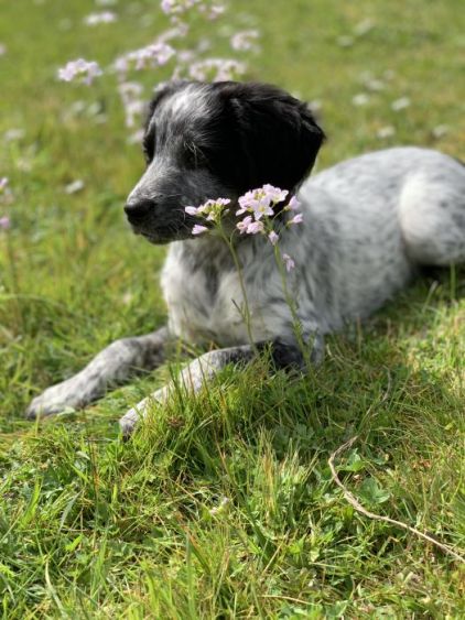 Photo de Roupette, Border Collie crois� Epagneul breton