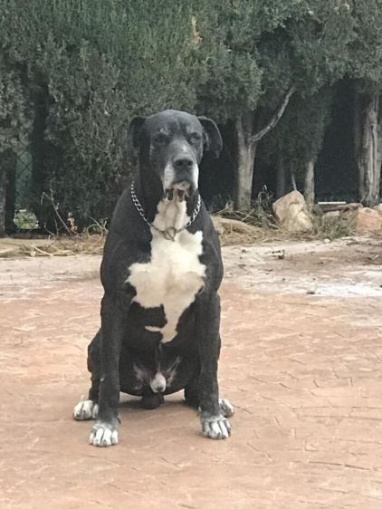 Photo de Clay, Dogue allemand pure race