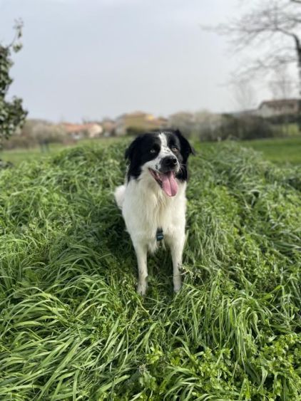 Photo de Junior, corniaud Border Collie Montagne des Pyr�n�es