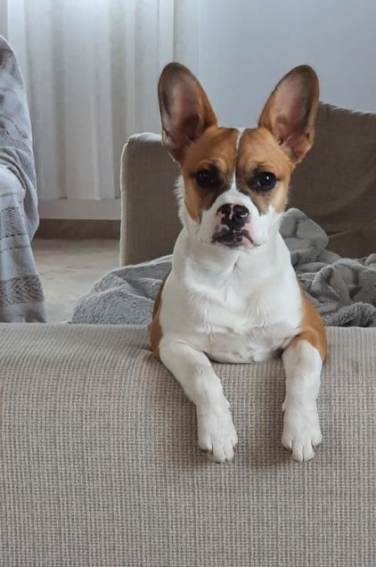 Photo de Georges, Jack Russell terrier crois�