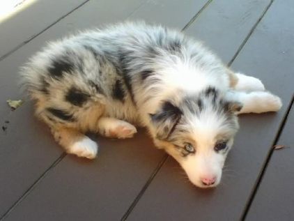 Photo de Belle, Berger australien pure race