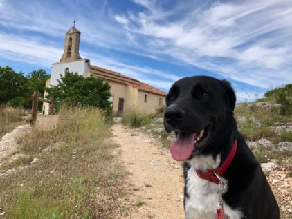 Photo de Drop, Border Collie crois� Berger d'Anatolie kangal