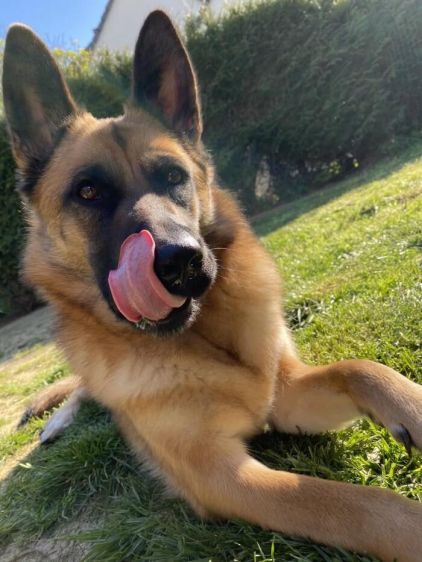Photo de Rebelle, Berger Allemand crois� Berger Belge Malinois