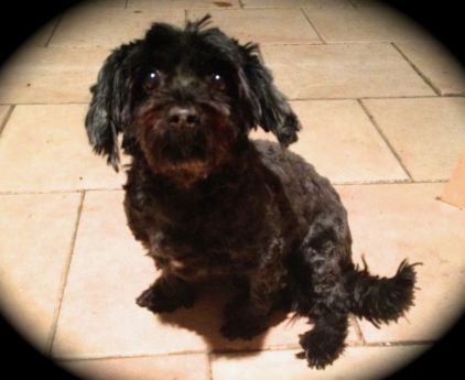 Photo de Calli, Yorkshire terrier crois� Epagneul tib�tain