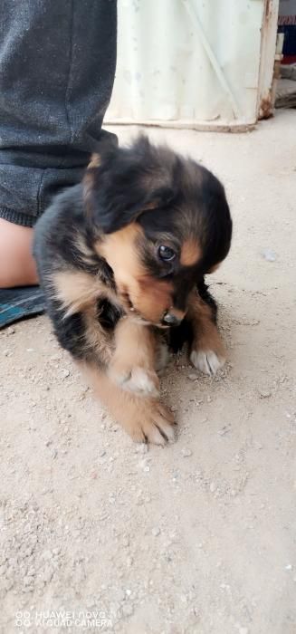 Photo de Rex, Berger Allemand crois� Epagneul breton
