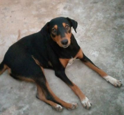 Photo de Bella, Rhodesian ridgeback crois�