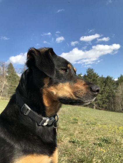Photo de Billy, Beauceron crois� Border Collie