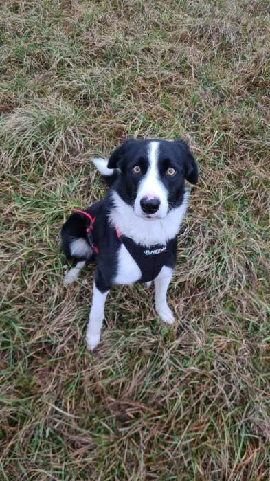 Photo de Olaf, Border Collie crois�