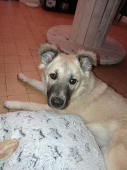 Photo de Naya, Berger d'Anatolie kangal crois� Golden Retriever