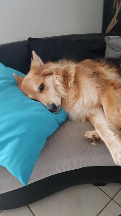 Photo de Baya, Berger australien crois� Berger blanc suisse