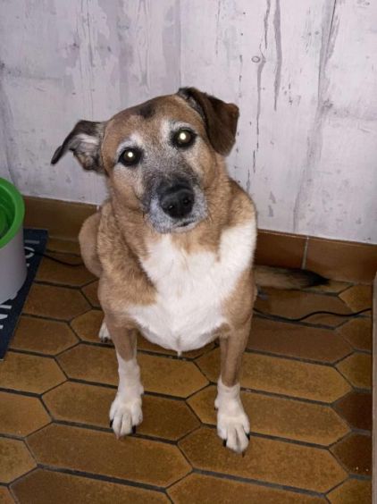 Photo de Milo, Jack Russell terrier crois�