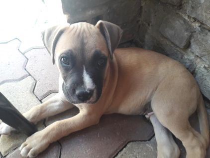 Photo de Gustavo, Cane Corso crois� Boxer