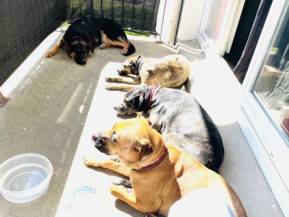 Photo d'Yuki Tyboop Tayson et Raven, Berger Belge Malinois crois� Boxer