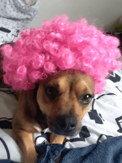 Photo d'Oscar, Bouledogue fran�ais crois� Teckel