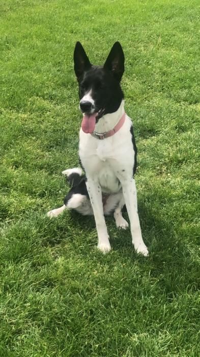 Photo de Mia, Akita crois� Border Collie