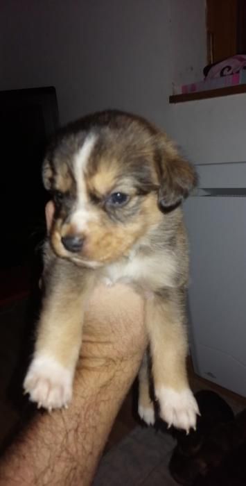 Photo de Sheyenne, Beauceron crois� Rottweiler