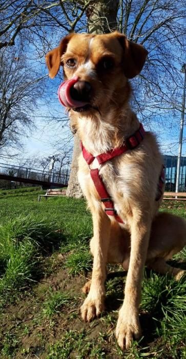 Photo de Yoka, Epagneul breton crois� Griffon