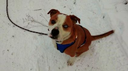 Photo de Kiba, Bulldog Anglais crois� Berger australien