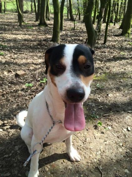 Photo de Woody, Parson Russell terrier crois� Cocker anglais