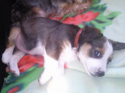 Photo de Flamby, Jack Russell terrier crois� Beagle