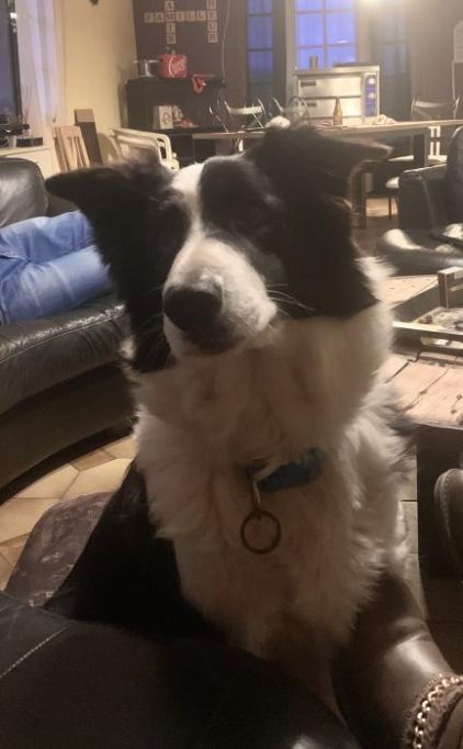 Photo de Ma�ka, Berger blanc suisse crois� Border Collie