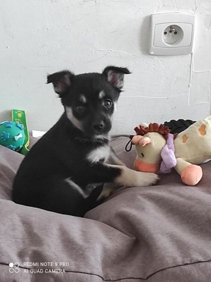 Photo de Snow, Berger Belge Malinois crois� Chihuahua