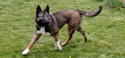 Photo de Dharma, Berger Belge Malinois crois� Berger australien