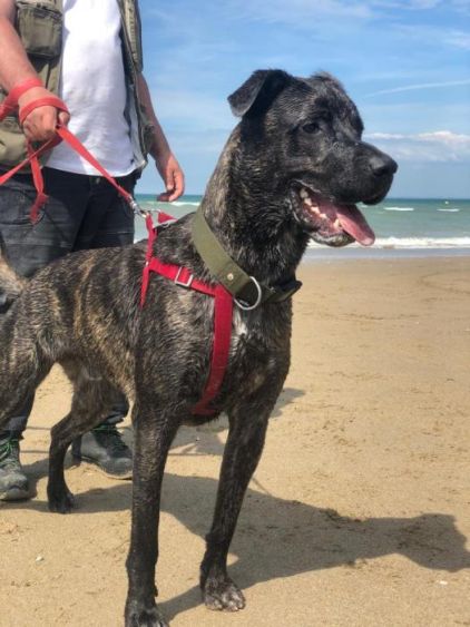 Photo de Polochon, Cane Corso crois� Berger Belge Malinois