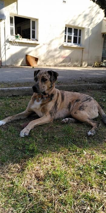 Photo de Rh�a, Berger australien crois� Cane Corso