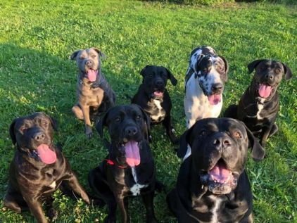 Photo de La Meute, Cane Corso pure race