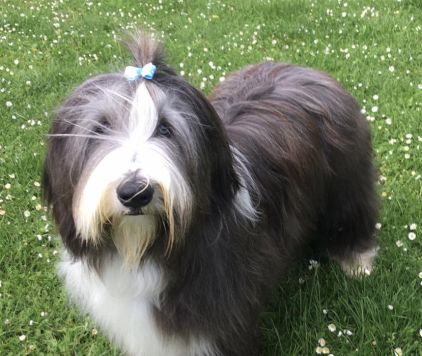 Photo de Rumba, Bearded Collie pure race